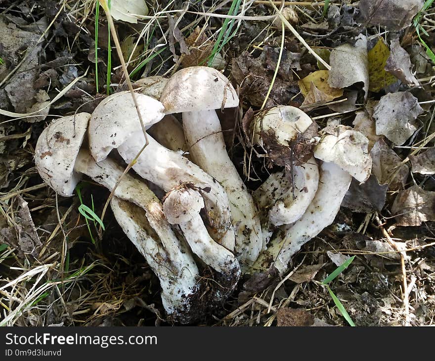 Fungus, Mushroom, Edible Mushroom, Agaricomycetes