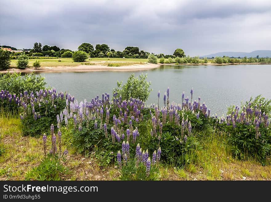 Flower, Vegetation, Nature Reserve, Water