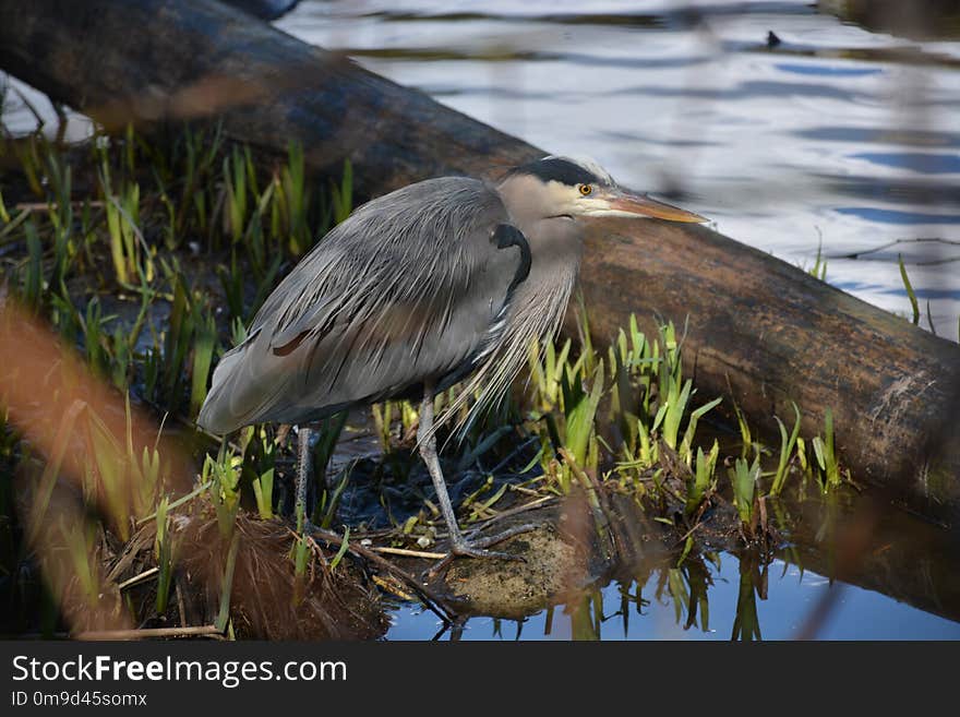 Bird, Beak, Water, Water Bird