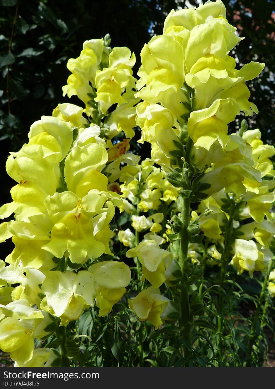 Flower, Yellow, Plant, Flora