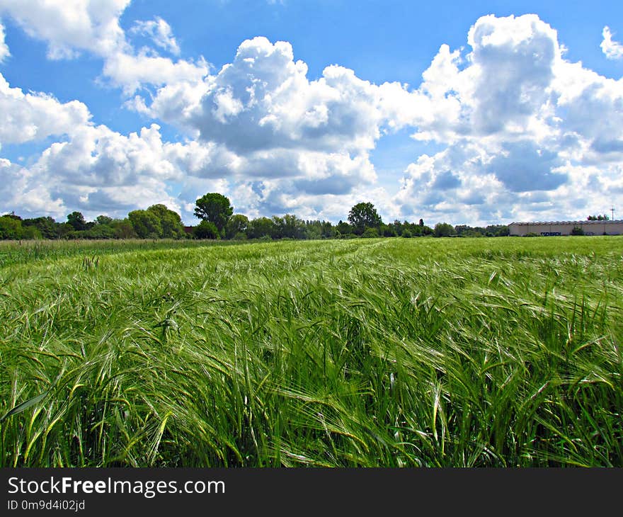 Grassland, Sky, Field, Crop