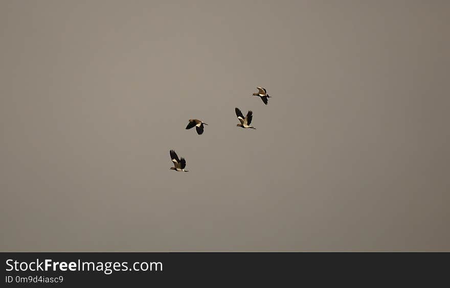 Sky, Flock, Bird, Bird Migration