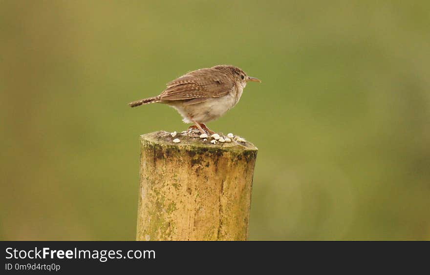 Bird, Wren, Beak, Fauna