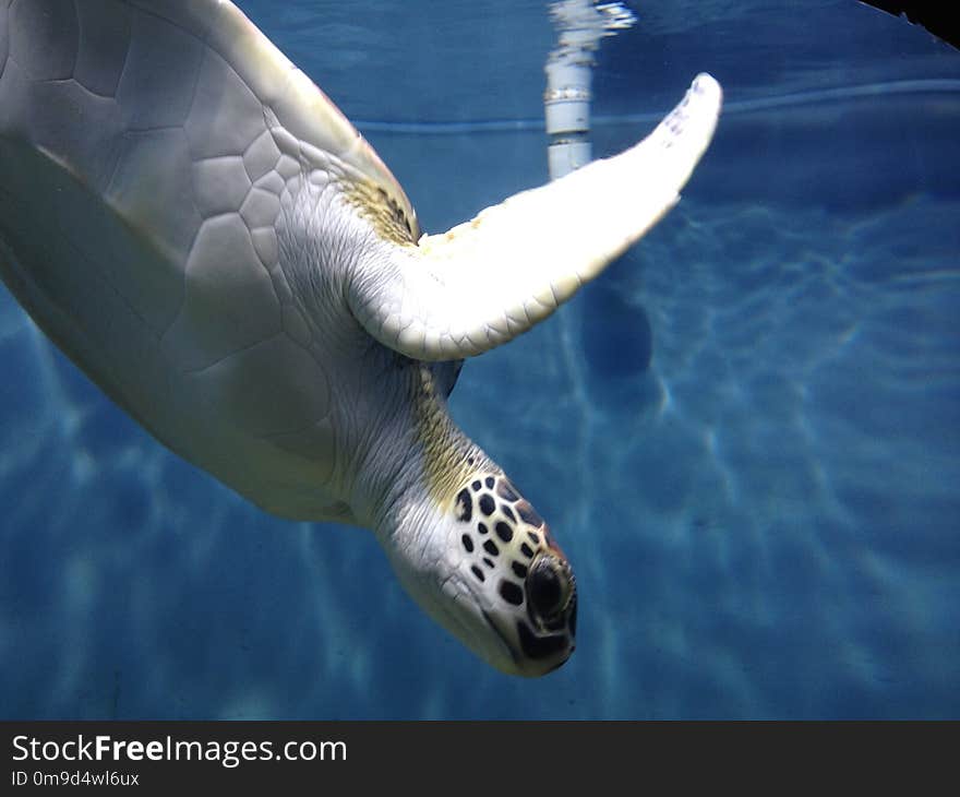 Sea Turtle, Turtle, Water, Loggerhead