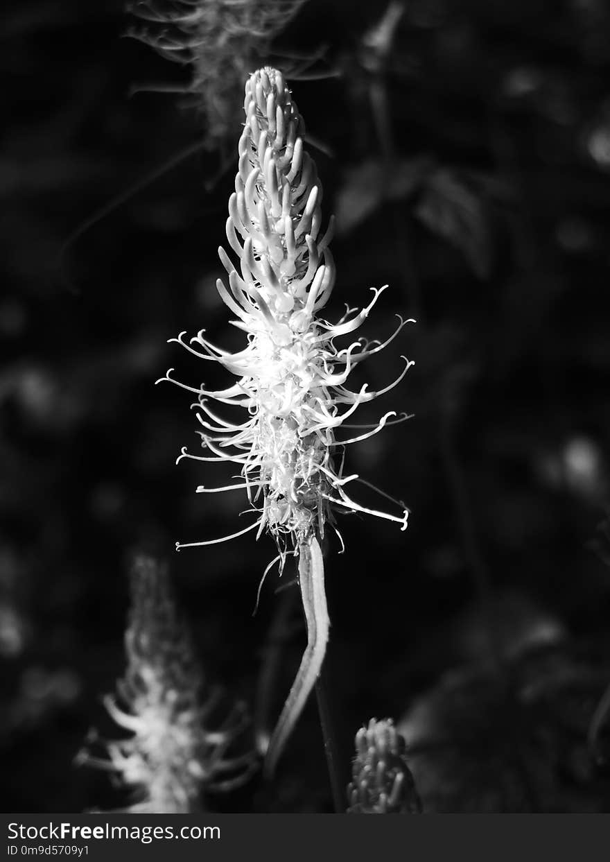 Black And White, Monochrome Photography, Flora, Macro Photography