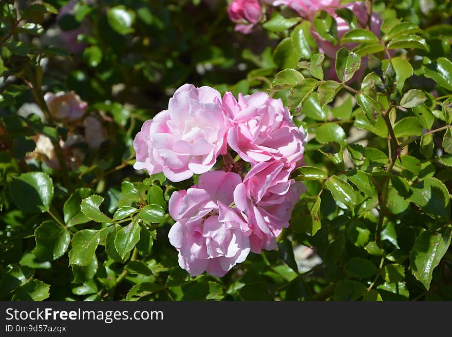 Rose Family, Plant, Rose, Flower