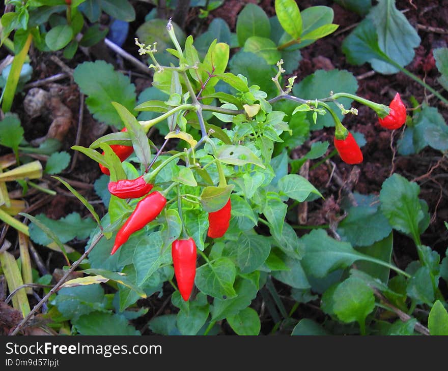 Plant, Flora, Bird's Eye Chili, Bell Peppers And Chili Peppers