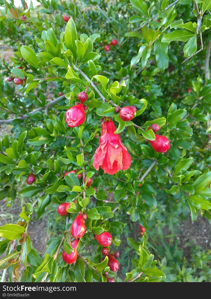 Plant, Branch, Flower, Evergreen