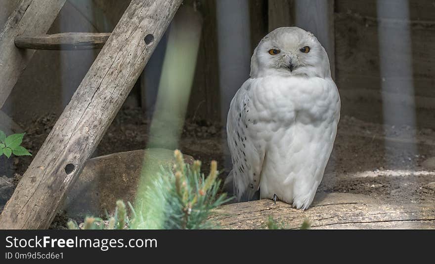 Owl, Bird Of Prey, Bird, Beak