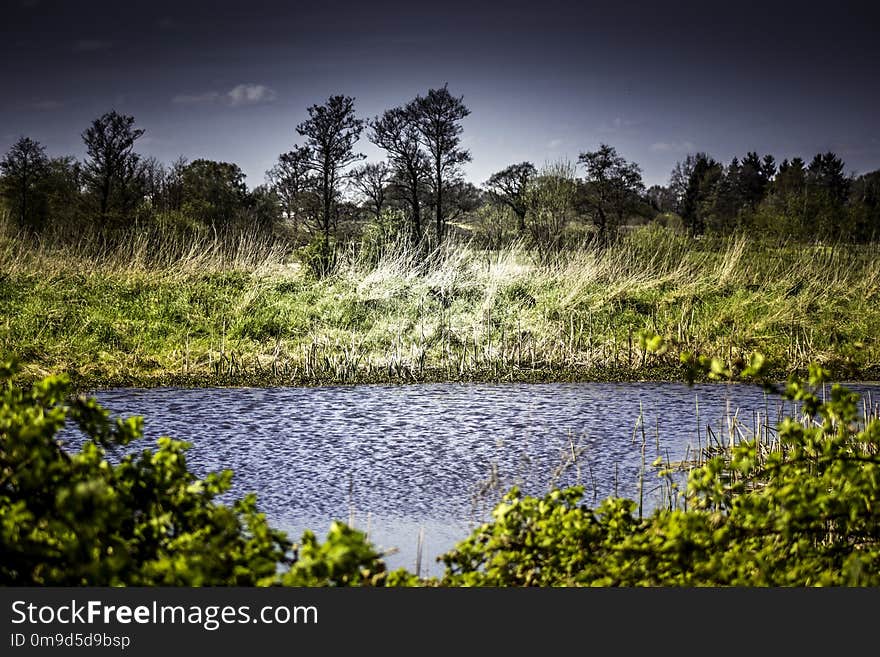 Nature, Water, Vegetation, Sky