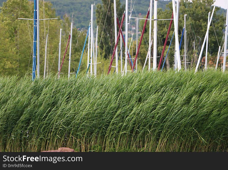 Grass, Plant, Grass Family, Tree