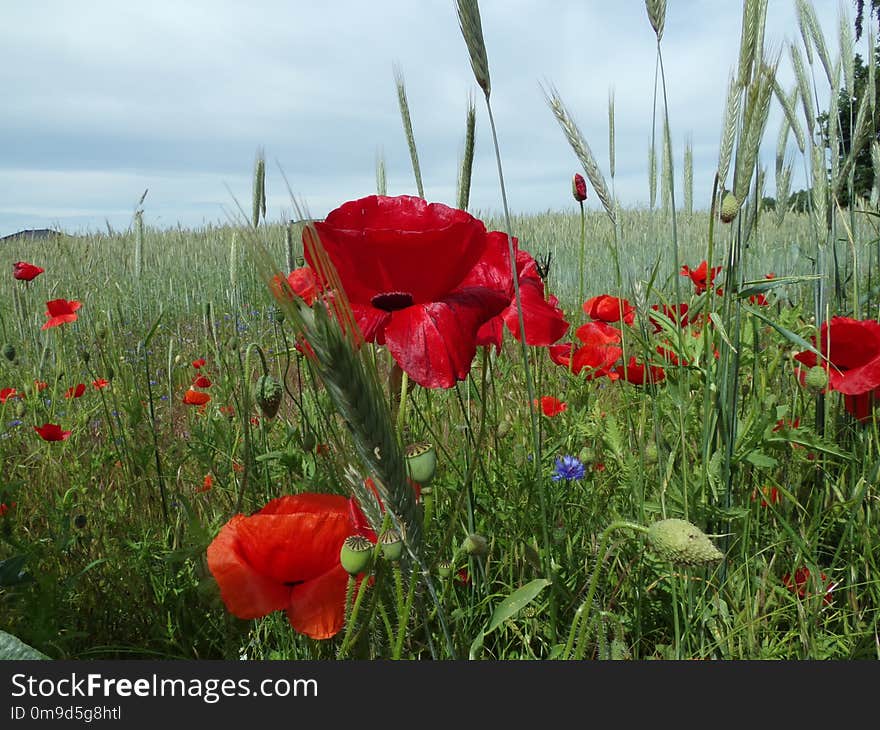 Ecosystem, Flower, Wildflower, Field