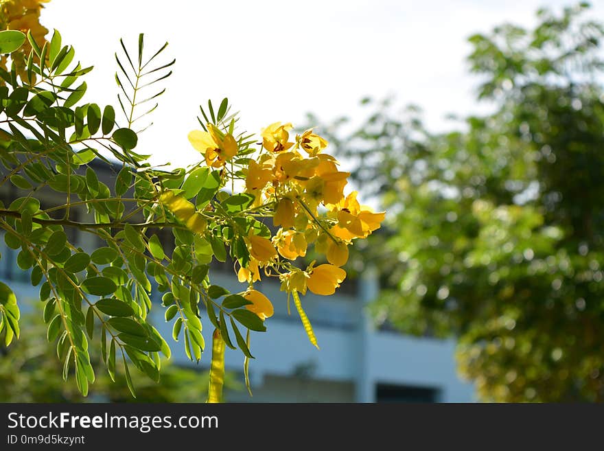 Flower, Yellow, Plant, Flora