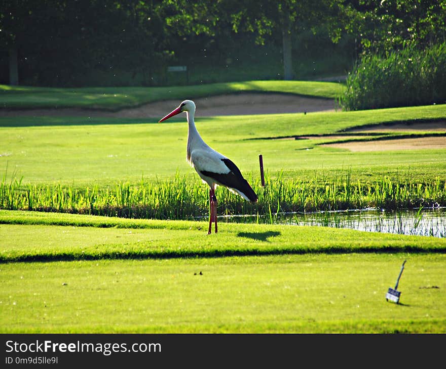 Ecosystem, Bird, Crane Like Bird, Ciconiiformes