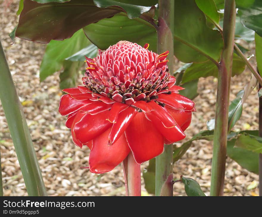 Plant, Flower, Flora, Flowering Plant