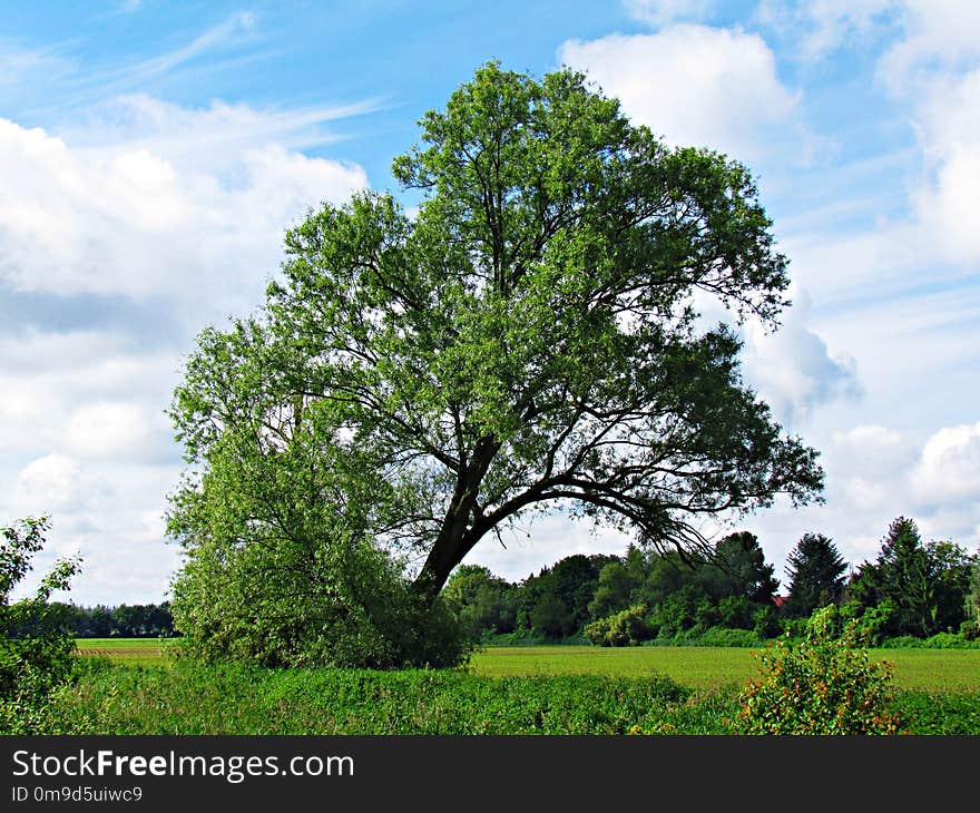 Tree, Sky, Woody Plant, Nature