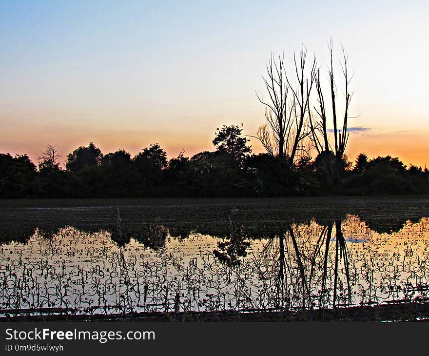 Reflection, Sky, Tree, Dawn