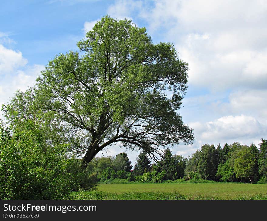 Tree, Sky, Woody Plant, Vegetation