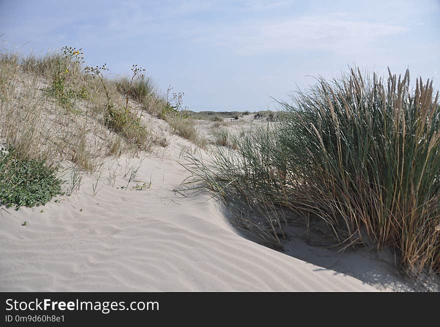 Sand, Ecosystem, Grass, Grass Family