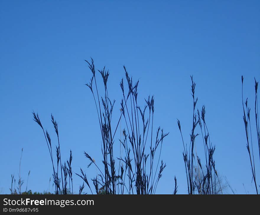 Sky, Grass, Branch, Grass Family