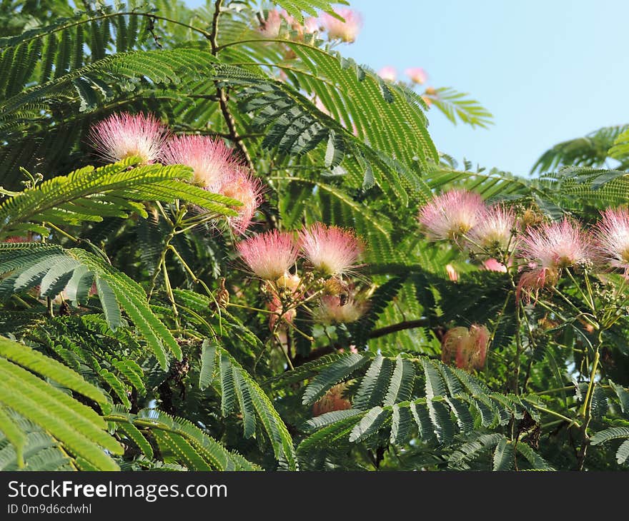 Vegetation, Plant, Ecosystem, Flora