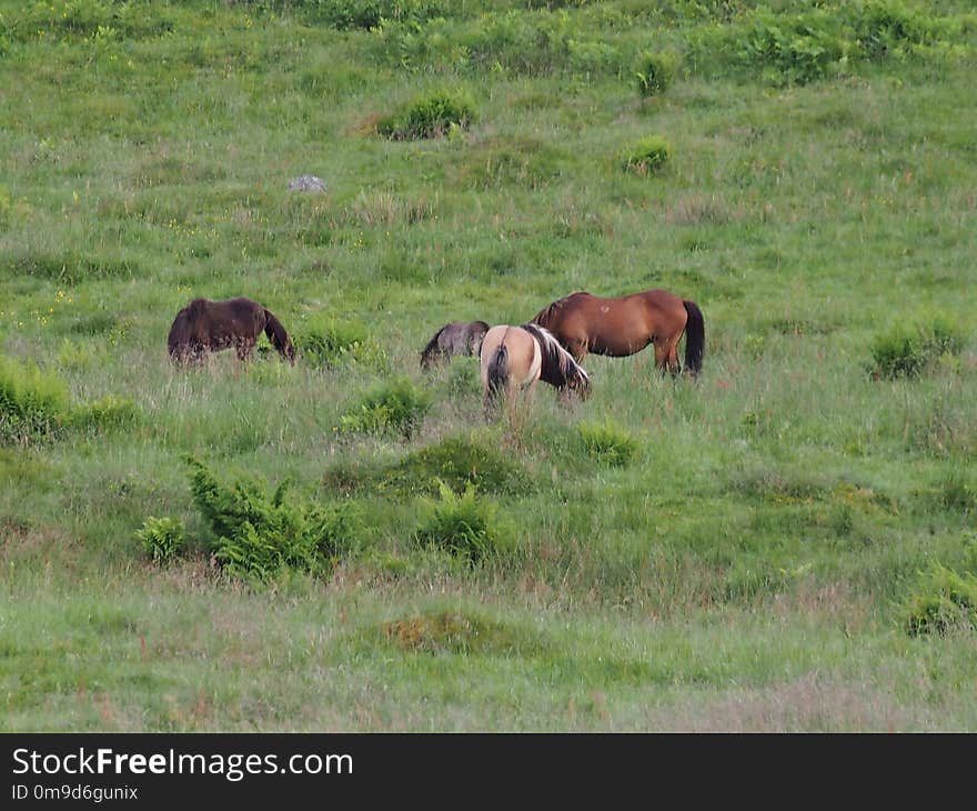 Grassland, Pasture, Ecosystem, Wildlife