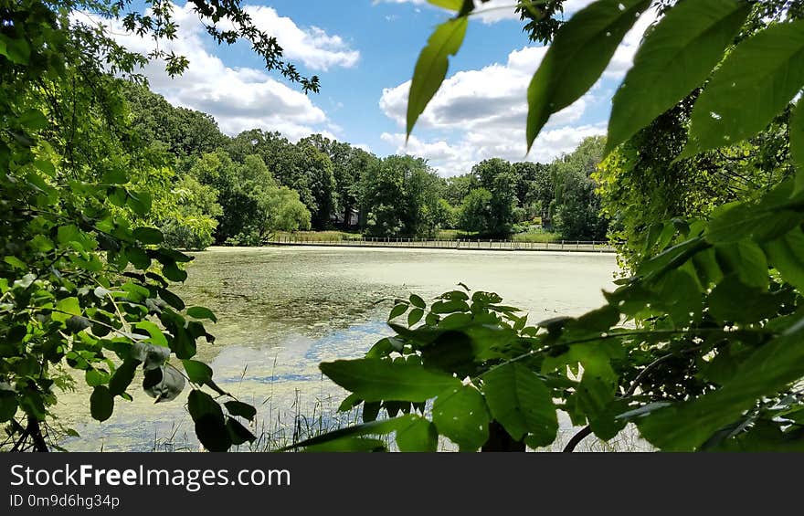 Vegetation, Nature, Nature Reserve, Water