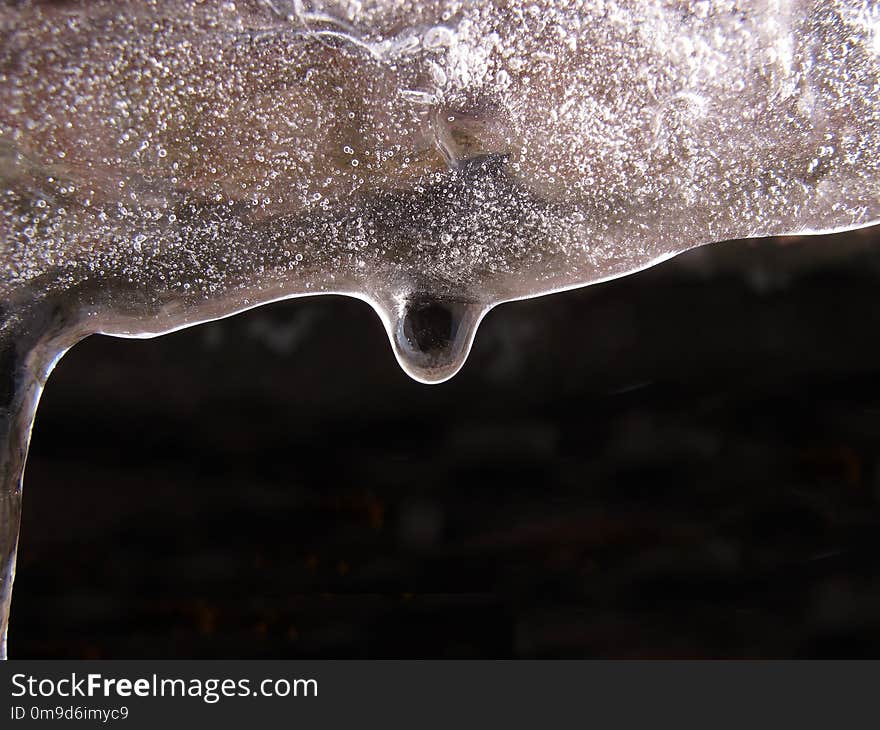 Water, Close Up, Organism, Macro Photography