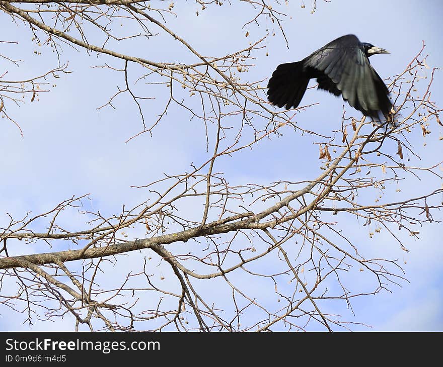 Bird, Fauna, Branch, Tree