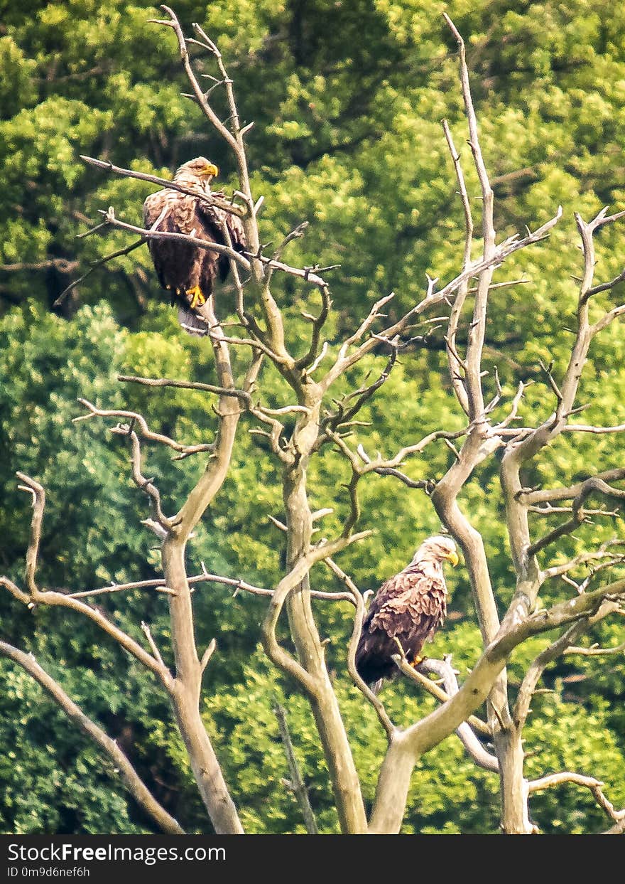 Bird, Fauna, Ecosystem, Nature Reserve