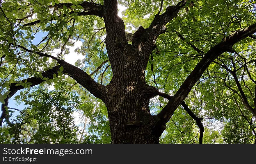 Tree, Branch, Woody Plant, Plant