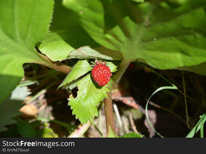 Strawberries, Leaf, Plant, Strawberry