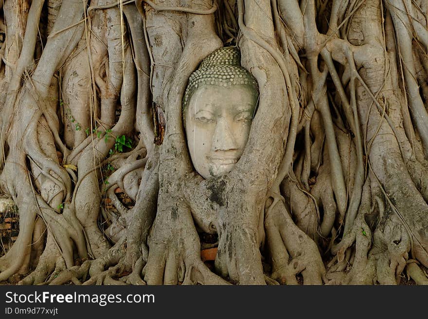 Tree, Woody Plant, Sculpture, Stone Carving