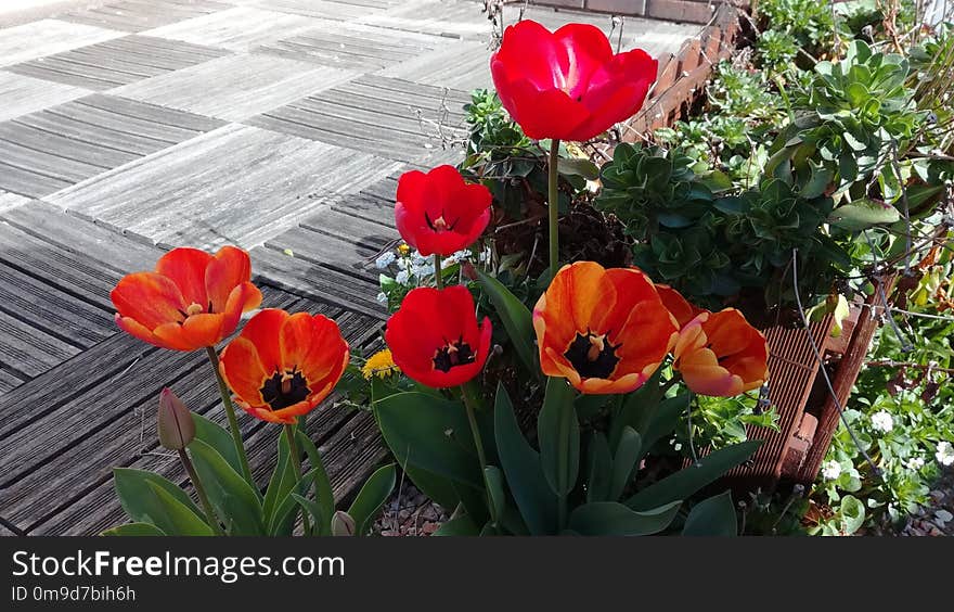 Flower, Plant, Flowering Plant, Tulip