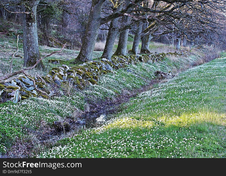 Woodland, Tree, Vegetation, Grass