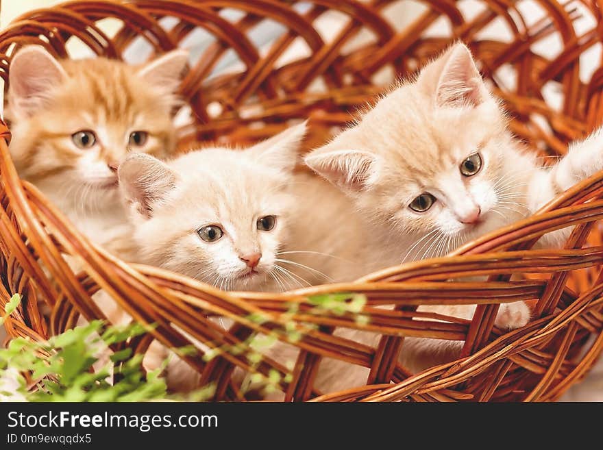 Three kittens sitting in a basket close-up