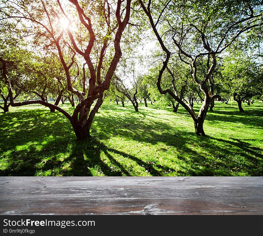 Park forest ecology background. Summer nature landscape