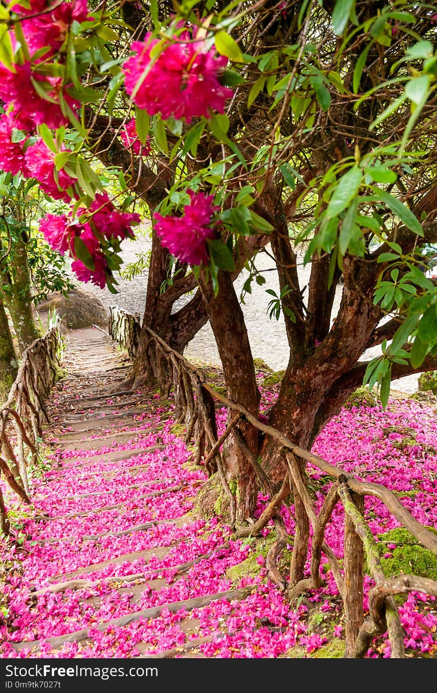 The staircase taken along the path is covered by the pink and purple petals fallen from the laurel in bloom. The staircase taken along the path is covered by the pink and purple petals fallen from the laurel in bloom