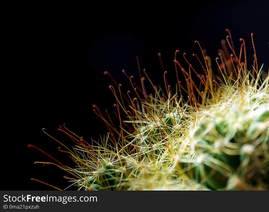 Thorn hook Mammillaria surculosa cactus in black background