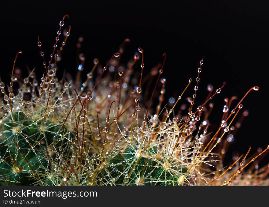 Thorn hook Mammillaria cactus in black background