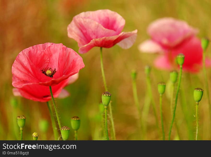 Red delicate poppy flowers bloom on a green meadow on a summer sunny morning. Red delicate poppy flowers bloom on a green meadow on a summer sunny morning