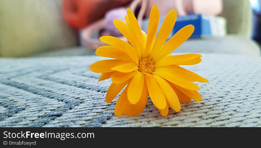 Little Orange Flower