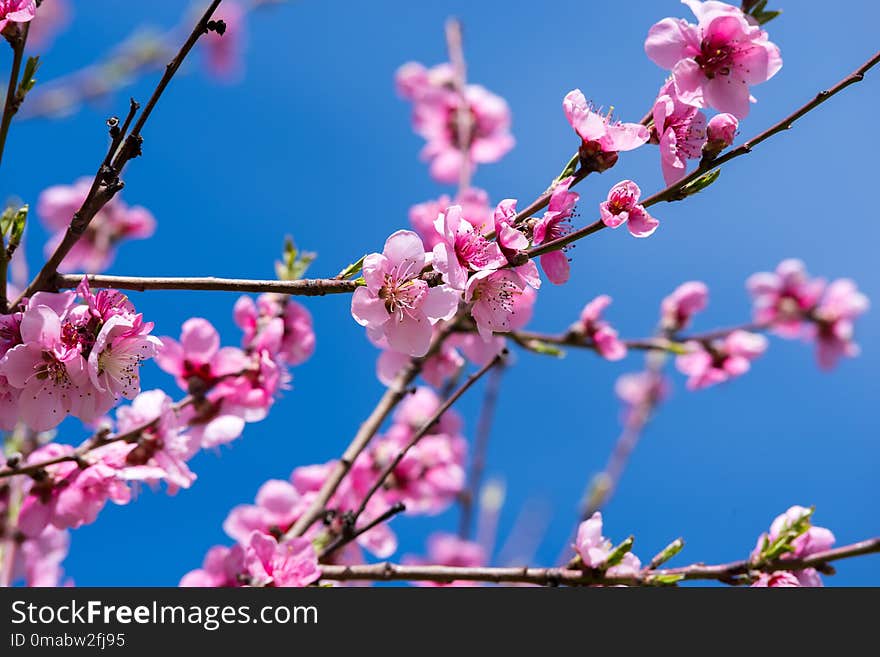 April spring peach tree blossom. Blooming peach trees in spring. Soft focus, natural blur