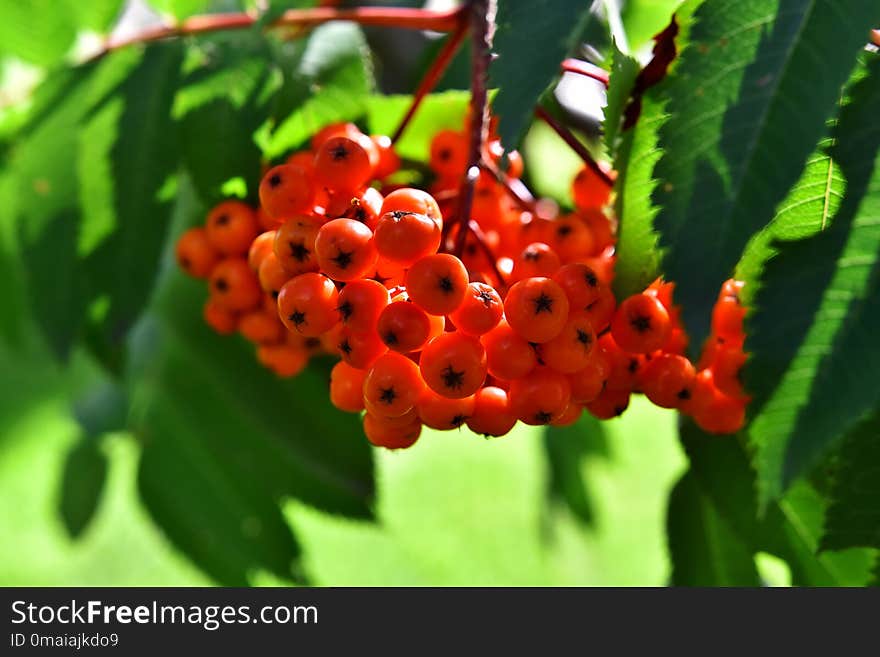 A close up image of bright red Rowan berries in summer. A close up image of bright red Rowan berries in summer.