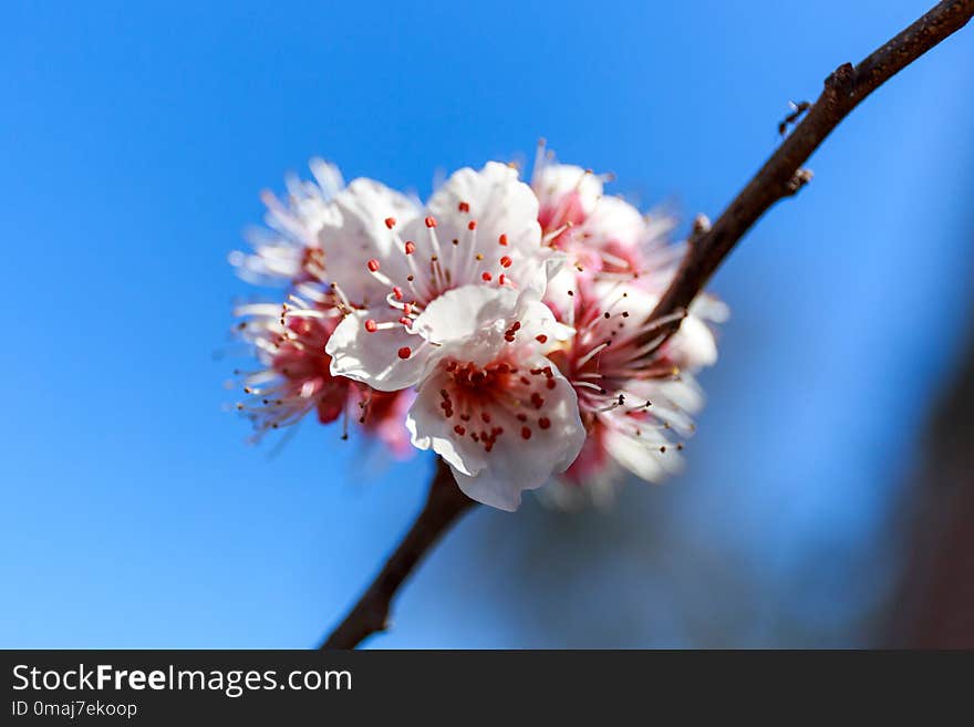 Spring theme, Close up of a branch of plum blossom flower. Spring theme, Close up of a branch of plum blossom flower.