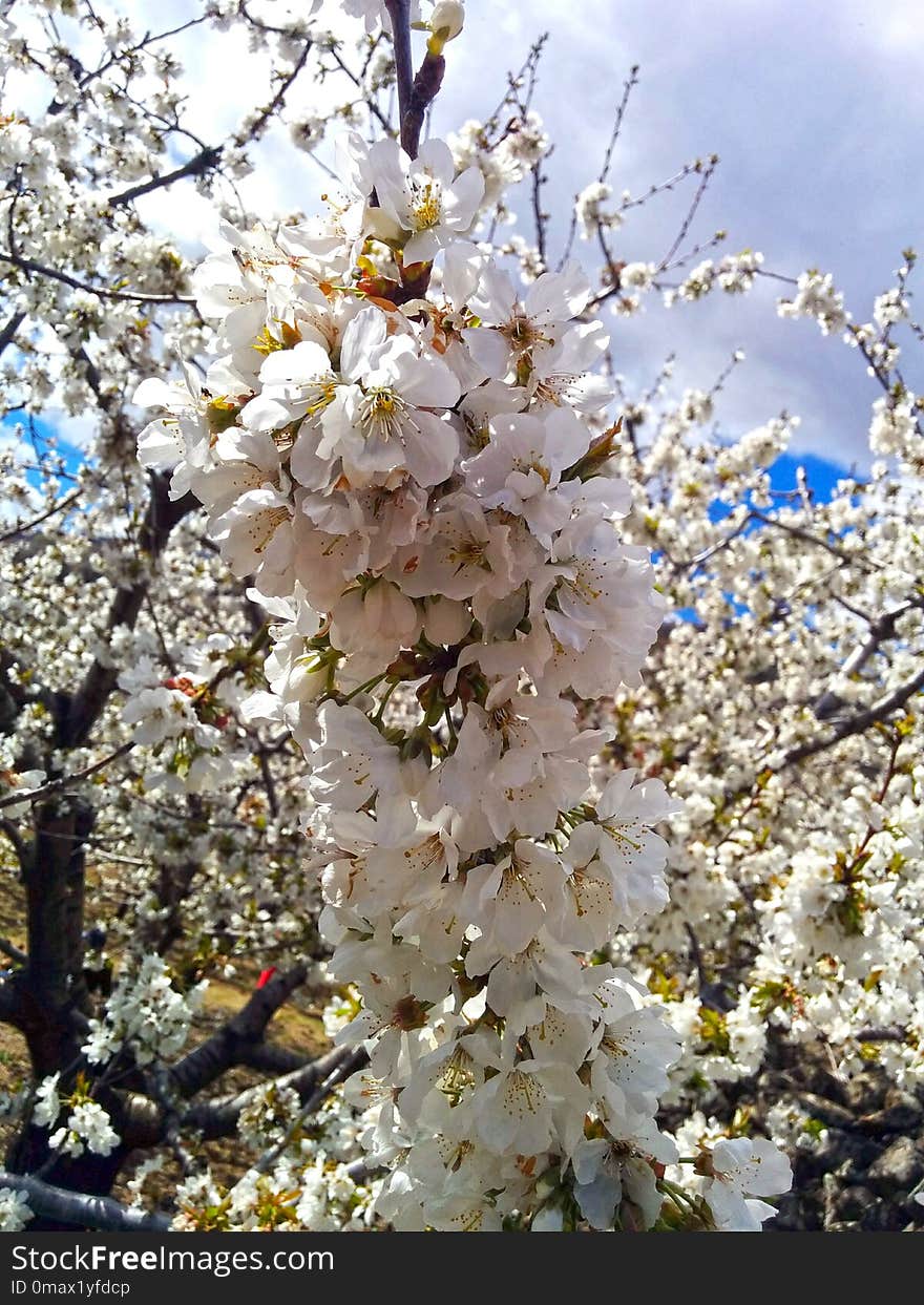 Blossom, Branch, Spring, Cherry Blossom