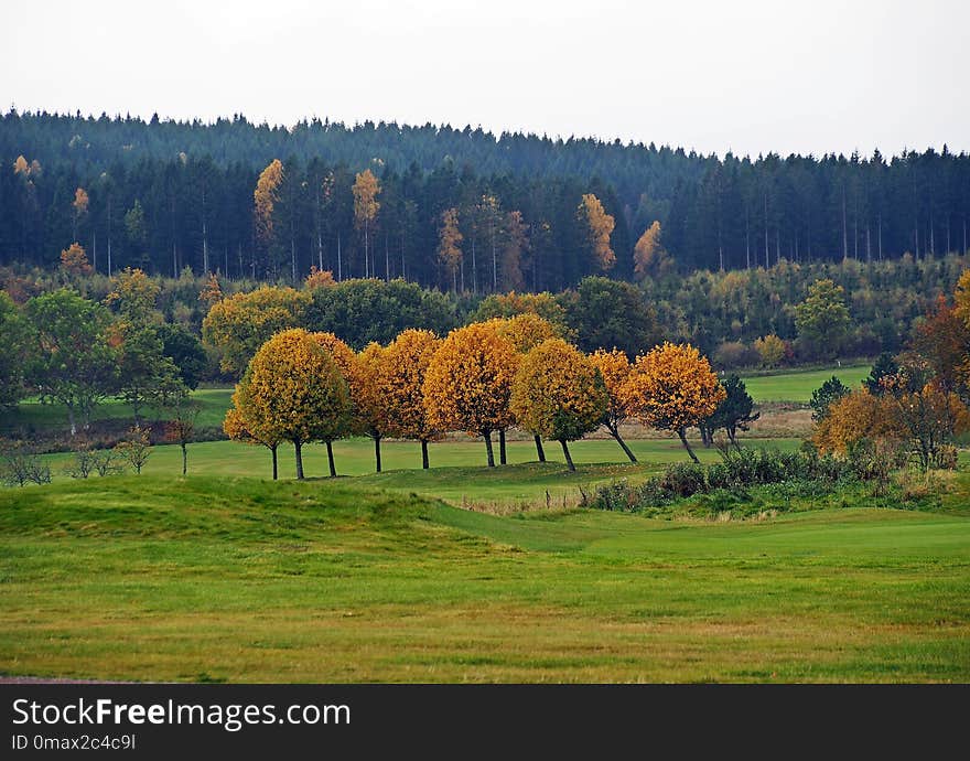 Nature, Leaf, Grassland, Ecosystem