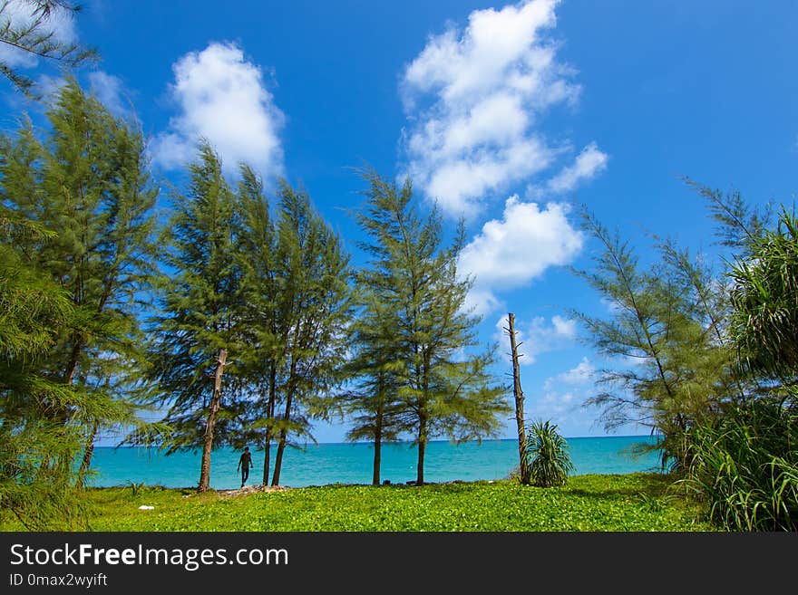 Sky, Nature, Ecosystem, Vegetation