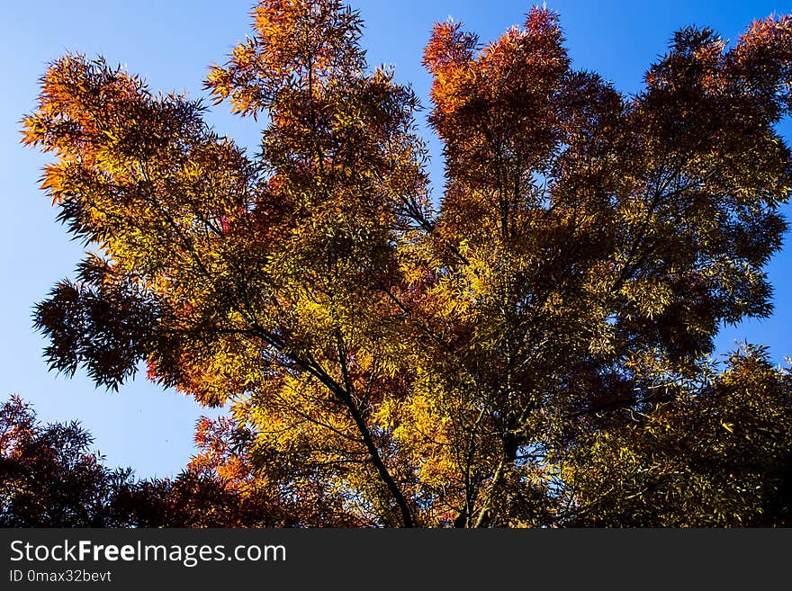 Sky, Tree, Nature, Leaf