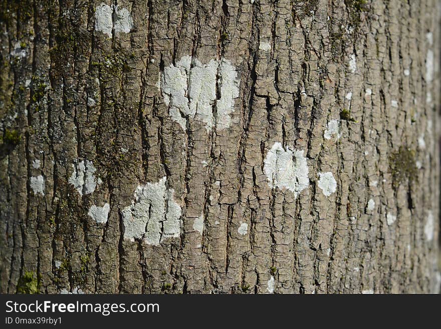 Tree, Trunk, Wood, Grove